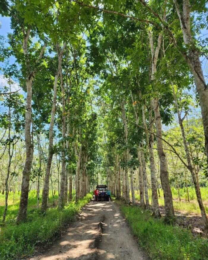 How to get to Sukamade from Banyuwangi