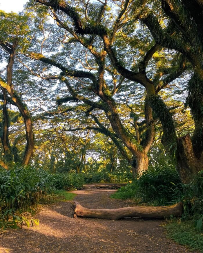 The Banyuwangi travel guide assists you visit forestry.